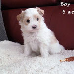 Boy 6 weken oud = Golddust yorkshire terrier