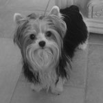 Quinta 1 jaar oud en 1,9 kg = Biewer yorkshire terrier