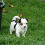 Limbo 6,5 weken oud = Biewer Yorkshire Terrier