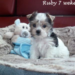 Ruby 7 weken oud