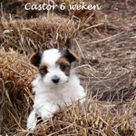 Castor 6 weken oud
