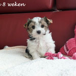 Skye 8 weken oud = Biewer yorkshire terrier