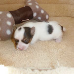 Biko 2 weken oud = Biro Yorkshire Terrier