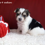 Inske 4 weken oud = Biewer yorkshire terrier