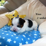 Jonnie 2 weken oud = Biewer yorkshire terrier