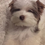 Maya 4,5 maand oud = Biro yorkshire terrier