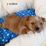 Ozzy 3 weken oud = Golddust yorkshire terrier