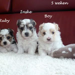 Ruby , Inske en Boy 5 weken oud