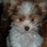 Nacho 15 weken oud Mini Biro yorkshire terrier geboortegewicht 79 gram