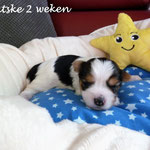 Prutske 2 weken oud = Biewer yorkshire terrier