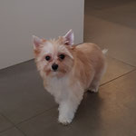 Lilly 13 weken = Golddust yorkshire terrier