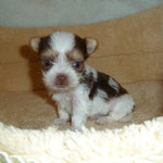 Nacho 5 weken oud en 320 gram = mini Biro yorkshire terrier