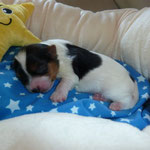 Maurice 1 week oud = Biewer yorkshire terrier