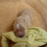 Lot 1 week oud = Golddust yorkshire terrier