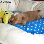 Ozzy 2 weken oud = Golddust yorkshire terrier