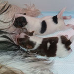 Bounty en Lizzy 1 week oud