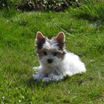 Zyvah 12 weken oud = Biewer yorkshire terrier