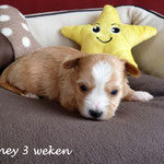 Honey 3 weken oud = Golddust yorkshire terrier