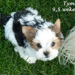 Tymo 9,5 weken oud