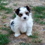 Biko 7 weken oud = Biewer yorkshire terrier
