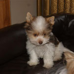 Nacho 14 weken oud en 1,1 kg . Mini Biro yorkshire terrier