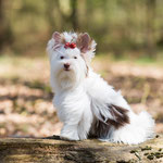 Obi 7 maand oud = Biro yorkshire terrier = een pup van Gucci en Viljo