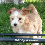 Honey = Golddust yorkshire terrier