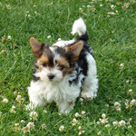 Quinta 8 weken oud = Biewer yorkshire terrier