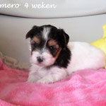 Calimero = Biewer yorkshire terrier