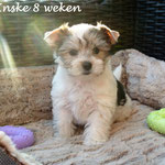 Inske 8 weken oud = Biewer yorkshire terrier
