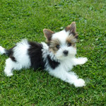 Emiel 12,5 weken oud en 850 gram = mini biewer yorkshire terrier