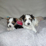 Emiel en zijn zusje 5 weken oud = Biewer yorkshire terrier