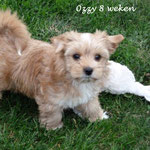 Ozzy 8 weken oud = Golddust yorkshire terrier