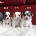 Ruby , Boy en Inske 4 weken oud pupjes van onze Mindy