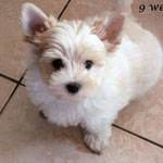 Bas 9 weken oud = Golddust yorkshire terrier