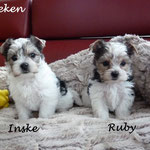Inske en Ruby Biewer yorkshire terrier