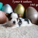 Tymo 4 weken oud
