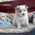 Boy 7 weken oud Golddust yorkshire terrier