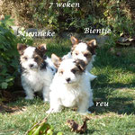 Mienneke , Bientje en Jonnie 7 weken oud = Biewer yorkshire terriers