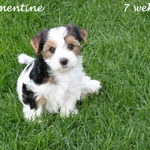 Clementine 7 weken oud = Biewer yorkshire terrier