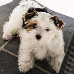 Tilly 11 weken oud = Biewer yorkshire terrier