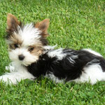 Emiel 14 weken oud = mini biewer yorkshire terrier
