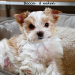 Becca = Golddust yorkshire terrier