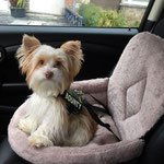 Bounty 10 maand oud = Biro yorkshire terrier