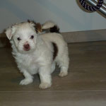 0bi 6 weken oud = Biro yorkshire terrier