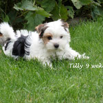 Tilly 9 weken oud 