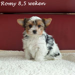Romy 8,5 weken oud
