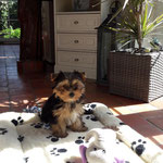 Gizmo 14 weken oud = Yorkshire Terrier