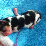 Emiel 1 dag oud en 75 gram = mini biewer yorkshire terrier