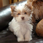 Nacho 15 weken oud Mini Biro yorkshire terrier